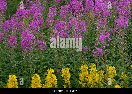 Schmalblättriges Weidenröschen, Epilobium Angustifolium, Chamerion Angustifolium, Chamaenerion Angustifolium, Fire Weed, Weidenröschen, große Weidenröschen, R Stockfoto