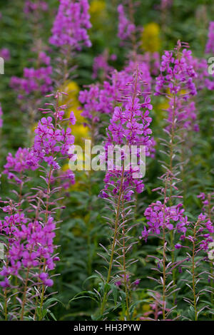 Schmalblättriges Weidenröschen, Epilobium Angustifolium, Chamerion Angustifolium, Chamaenerion Angustifolium, Fire Weed, Weidenröschen, große Weidenröschen, R Stockfoto