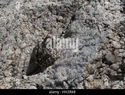 Canyon Laubfrosch Tarnung auf Granitfelsen in Arizona Bach Stockfoto