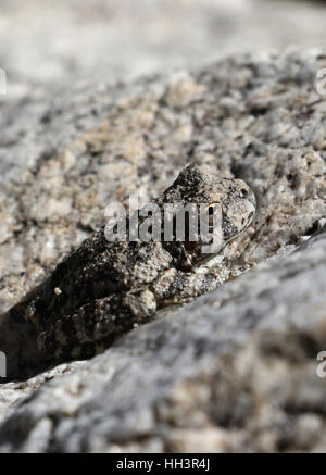 Canyon Laubfrosch Tarnung auf Granitfelsen in Arizona Bach Stockfoto