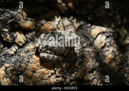 Canyon Laubfrosch Tarnung auf Granitfelsen in Arizona Bach Stockfoto