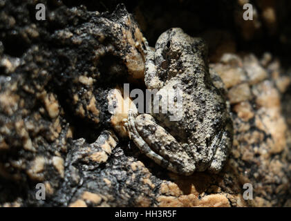 Canyon Laubfrosch Tarnung auf Granitfelsen in Arizona Bach Stockfoto