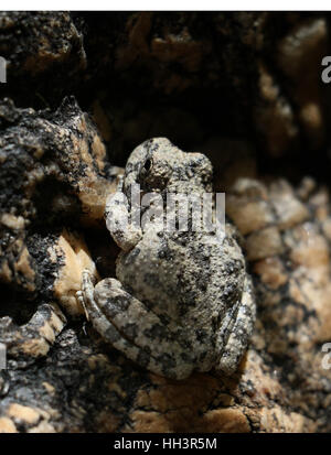 Canyon Laubfrosch Tarnung auf Granitfelsen in Arizona Bach Stockfoto