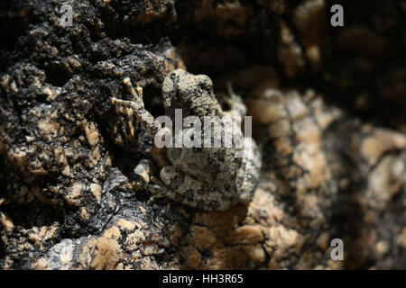 Canyon Laubfrosch Tarnung auf Granitfelsen in Arizona Bach Stockfoto