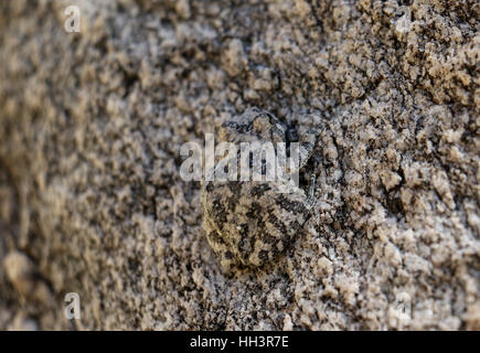 Canyon Laubfrosch Tarnung auf Granitfelsen in Arizona Bach Stockfoto