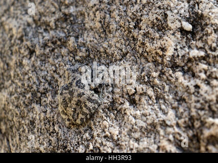 Canyon Laubfrosch Tarnung auf Granitfelsen in Arizona Bach Stockfoto