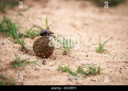 Mistkäfer rollt eine Kugel aus Dung im Kruger National Park, Südafrika. Stockfoto