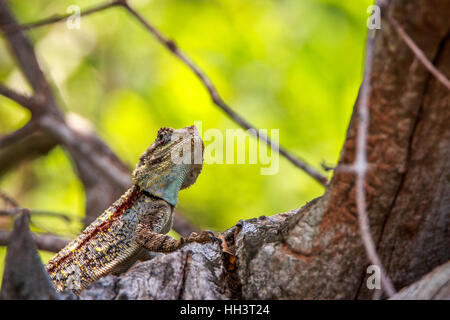 Südlichen Baum Agama im Krüger Nationalpark, Südafrika. Stockfoto