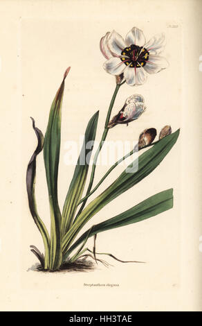 Elegante Harlekin Blume, Sparaxis Elegans (Streptanthera Elegans). Handkoloriert Kupferstich von George Cooke von Conrad Loddiges botanisches Kabinett, Hackney, 1828. Stockfoto