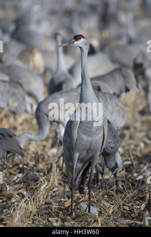 Größere Sandhill Kran (Grus Canadensis Tabida), Ladd S. Gordon Wasservögel Management Area, New Mexico, USA. Stockfoto