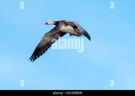 Blaue Phase Schneegänse (Chen Caerulescens), Ladd S. Gordon Wasservögel Management Area, New Mexico, USA. Stockfoto