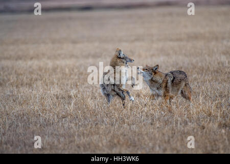 Kojoten, (Canis Latrans), Mutter und Welpe fast angebaut.  Der Welpe hatte von einem Hund angegriffen worden / Coyote ein paar Wochen früher Stockfoto