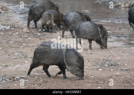 Javelina, (Pecari Tajacu), Bosque del Apache National Wildlife Refuge, New Mexico, USA. Stockfoto