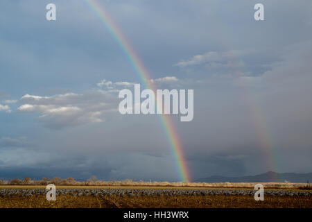 Kraniche, (Grus Canadensis), Fütterung in einem Kornfeld mit Regenbogen hinter.  Ladd S. Gordon Wasservögel Management, Bereich, NM. Stockfoto