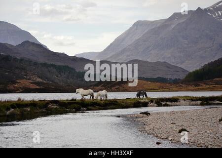 Pferde, die Fütterung von der Seite des Loch Clair in Schottland mit Gipfelns Bergkette im Hintergrund Stockfoto