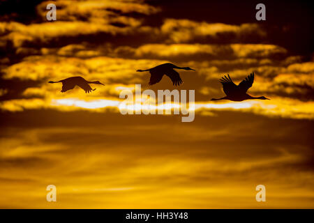 Kraniche, (Grus Canadensis), bei Sonnenuntergang fliegen.  Bosque del Apache National Wildlife Refuge, New Mexico, USA. Stockfoto