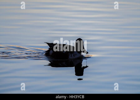 Hinterleuchtete nördlichen Löffelenten, (Anas Clypeata), schwimmen.  Bosque del Apache National Wildlife Refuge, New Mexico, USA. Stockfoto