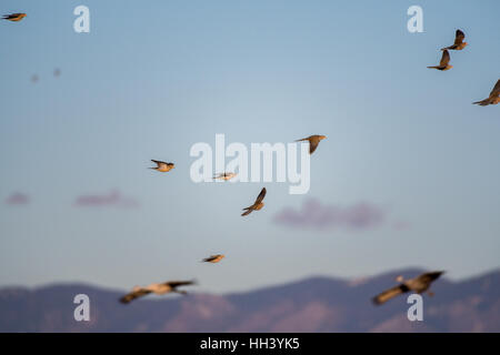Trauer-Tauben, (Zenaida Macroura), fliegen mit Kraniche (Grus Canadensis) und Manzano Berge im Hinterland.  New-Mexico. Stockfoto
