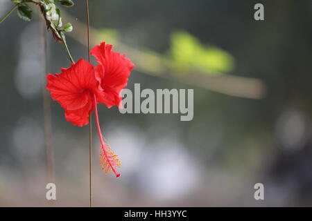 Hier geht es um Natur Natur ...es kann als Hintergrund und Tapete usw. verwendet werden. Stockfoto