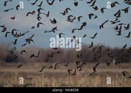 Rot – geflügelte Amseln, (Agelaius Phoeniceus), Herde von Weibchen und juvenile Männchen.  Ladd S. Gordon Wasservögel Management Bereich, NM Stockfoto