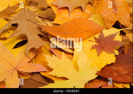 Bunte und helle Hintergrund gemacht von gefallenen Herbst Blätter Stockfoto