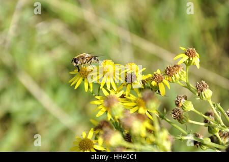 Biene auf gelben Blüten Stockfoto
