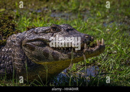 Yacare Caiman, Krokodil im Pantanal, Paraguay Stockfoto