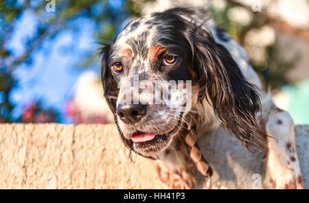 Brauner Hund sucht neugierig über den Zaun. Ein menschlicher, freundlicher Hund ist schön Stockfoto