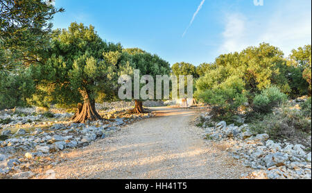 Große und alte alten Olivenbaum in den Garten mit Olivenbäumen im Mittelmeer Stockfoto