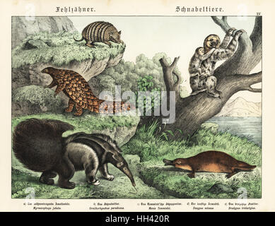 Großer Ameisenbär, Myrmecophaga Tridactyla, Boden Pangolin c, Smutsia Temminckii, sechs-banded Armadillo d, Euphractus Sexcinctus, blass-throated Faultier e, Bradypus Tridactylus und Ente – abgerechnet Platypus b, Ornithorhynchus Anatinus. Farblitho von Gotthilf Heinrich von Schubert Naturgeschichte (Naturgeschichte), Schreiber, München, 1886. Stockfoto