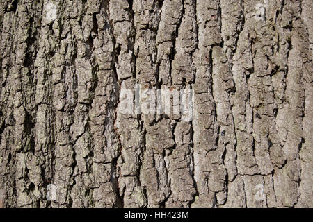 Nahaufnahme der Rinde der Eiche zündeten Arboretum UK Stockfoto