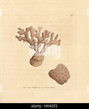 Porella Compressa (Millepora Compressa). Handkoloriert Kupferstich von James Sowerby von The British Miscellany oder farbigen Figuren neue, seltene oder wenig bekannte Tier Probanden, London, 1804. Stockfoto