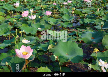 Wasser-Lilly-Hintergrund Stockfoto