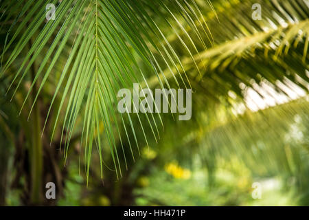Palmblätter Stockfoto