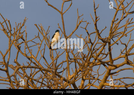 Chabert vanga (leptopterus Chabert), auch als chaberts Vanga Stockfoto