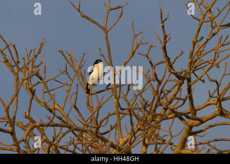 Chabert vanga (leptopterus Chabert), auch als chaberts Vanga Stockfoto