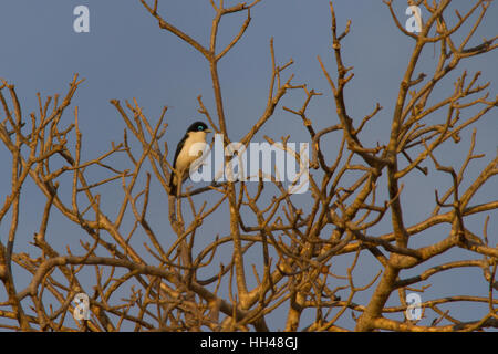 Chabert vanga (leptopterus Chabert), auch als chaberts Vanga Stockfoto