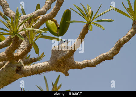 Chabert vanga (leptopterus Chabert), auch als chaberts Vanga sitzen auf einem Nest Stockfoto