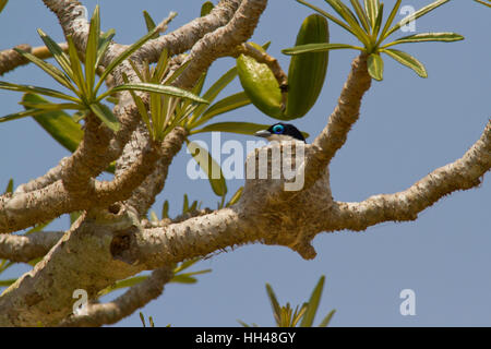 Chabert vanga (leptopterus Chabert), auch als chaberts Vanga sitzen auf einem Nest Stockfoto