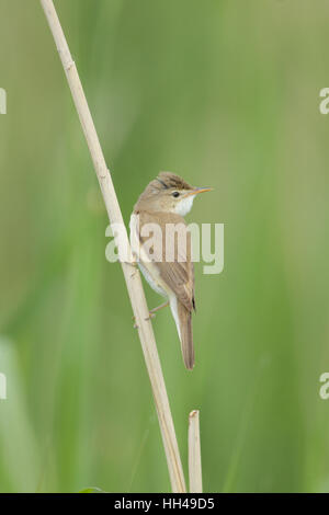 Eurasische Rohrsänger (Acrocephalus Scirpaceus), thront eine braune Warbler auf ein Rohr in einem Naturschutzgebiet Suffolk Stockfoto