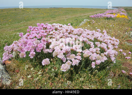 Sparsamkeit (Armeria Maritima), eine gemeinsame entlang der Küsten des westlichen Großbritannien rosa Blume Stockfoto