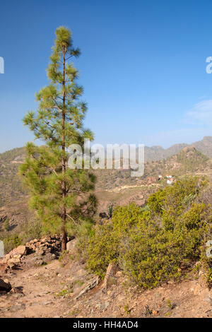 Zentralen Gran Canaria, Gegend um Cruz Grande Stockfoto