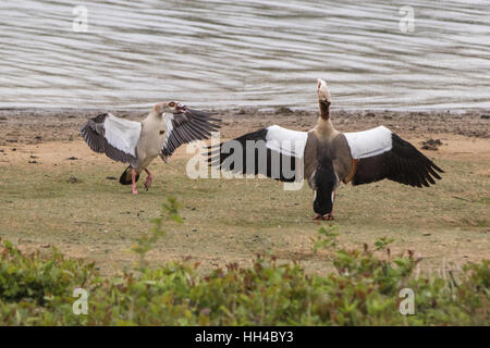 Ägyptische Gänse in einem See von kämpfen. Stockfoto