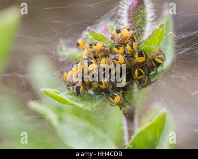 Kreuzspinne (Araneus Diadematus) Jungspinnen. in einem Spider-Ball. Stockfoto