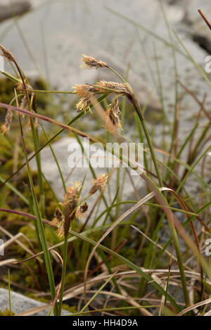 Gemeinsamen Wollgras, Wollgras angustifolium Stockfoto