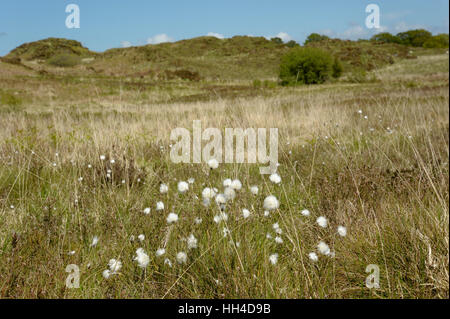 Hares-Tail Wollgras, Wollgras vaginatum Stockfoto