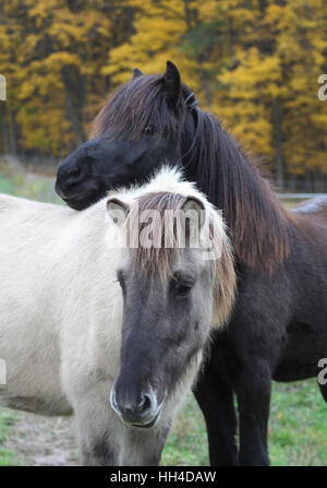 Zwei junge Islandpferde Freunde im Herbst Stockfoto