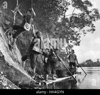 Das kommunistische China - auf der Suche nach Kräutern Stockfoto