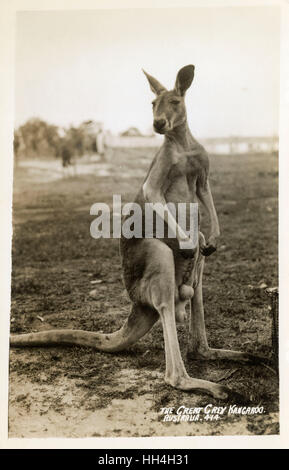 Australien - Great Grey Känguru Stockfoto