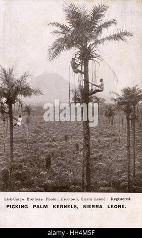 Palmkerne pflücken, Sierra Leone, Westafrika Stockfoto